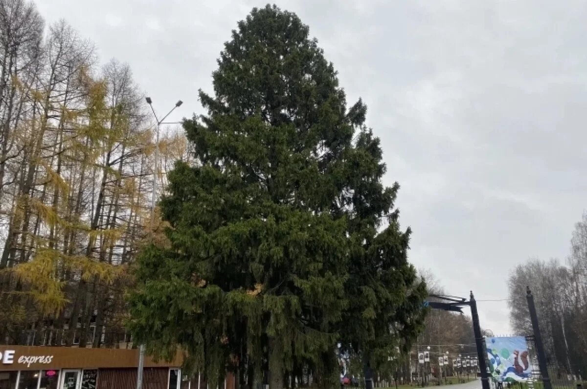    В Уфе установили первую новогоднюю ель