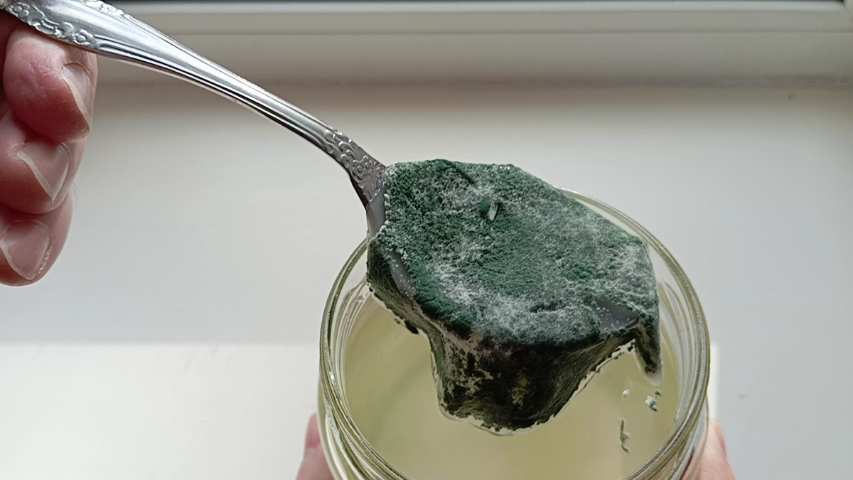 Так называемая медузка из Триходермы.