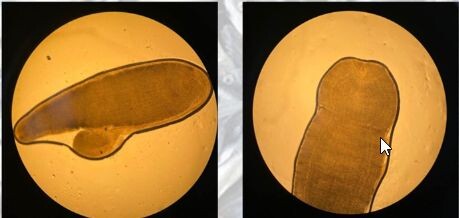    фото: © Евгений Белянчиков, Столица на Онего