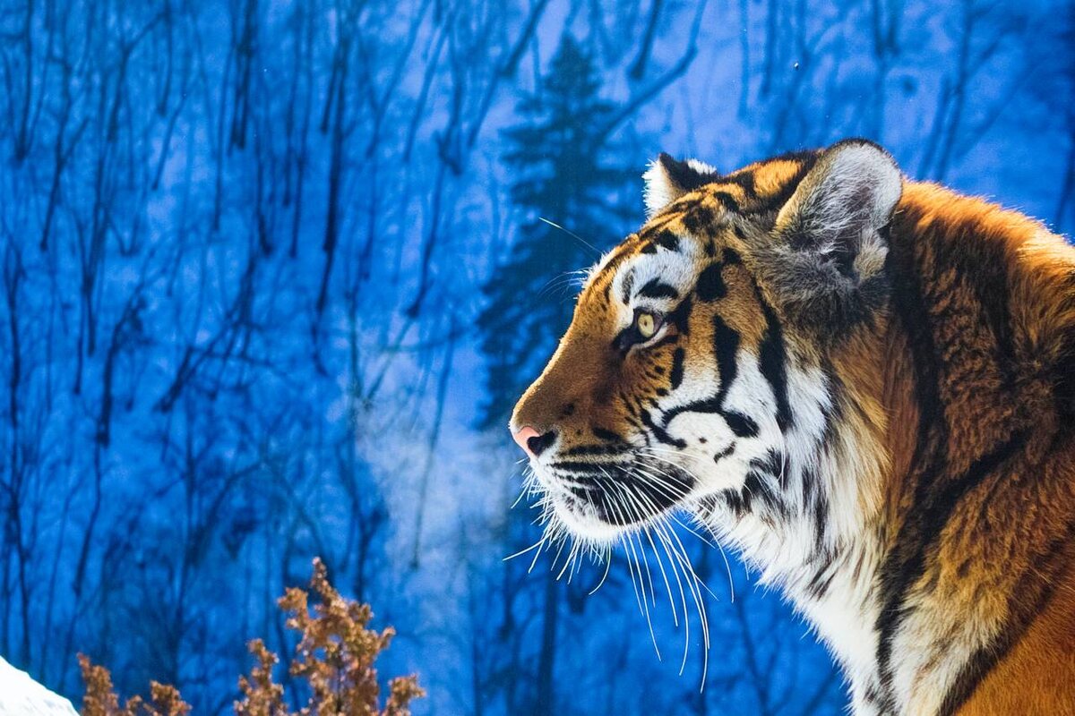 Фото: Центр Амурский тигр