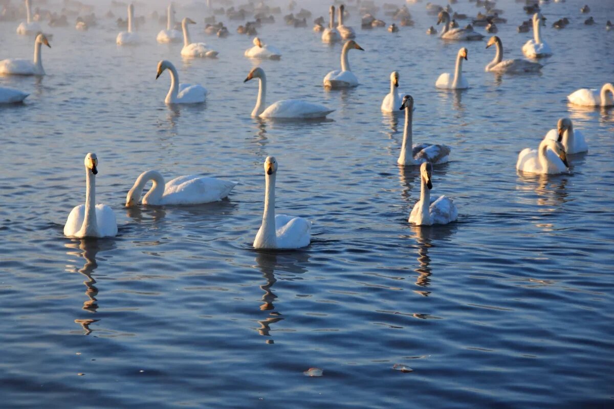    Лебеди в Алтайском крае. "Заказник Лебединый". Фото: Игоревич, лицензия Creative Commons Attribution-Share Alike 3.0 Unported, Wikimedia Commons