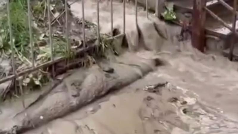    Фото: t.me/procspb