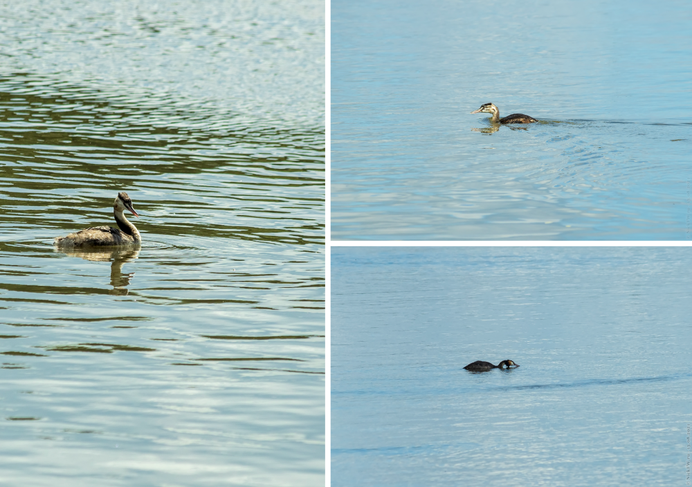 2. Коллаж с чомгами... © NickFW.ru — 13.08.2021г.