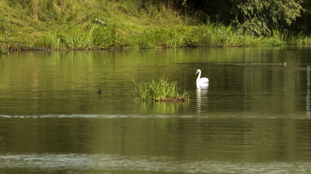 1. Чомга и лебедь © NickFW.ru — 13.08.2021г.
