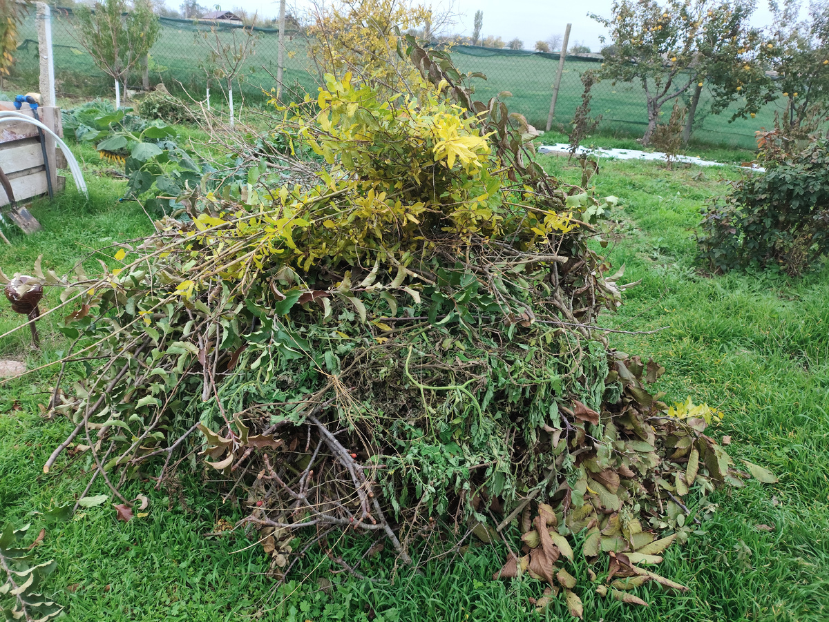 Будущий пионерский костер уже с меня ростом....