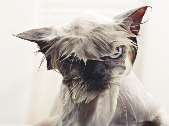 Почему нельзя обливать кошку водой, и к чему она постоянно моет задние лапы. Приметы про кошек, о которых многие не знали