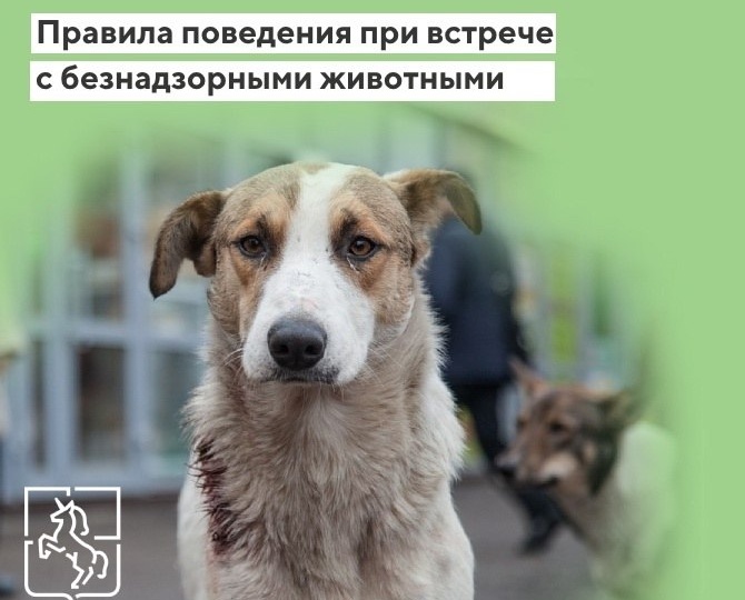 В Выксе с начала года отловили 122 бездомные собаки