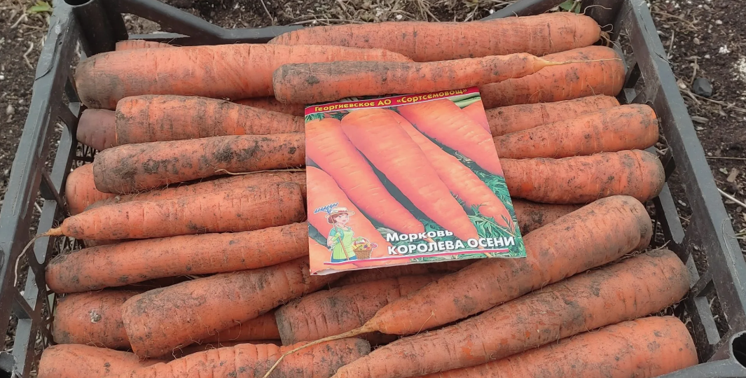 Эти сорта моркови поразили урожайностью и лёжкостью