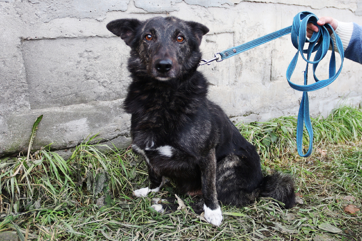 Когда то несчастного пёсика сбила машина. С тех пор Гуффи не может бегать...