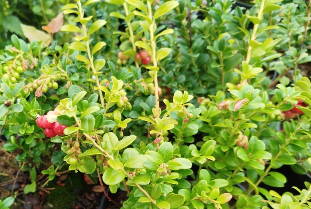  Брусника садовая