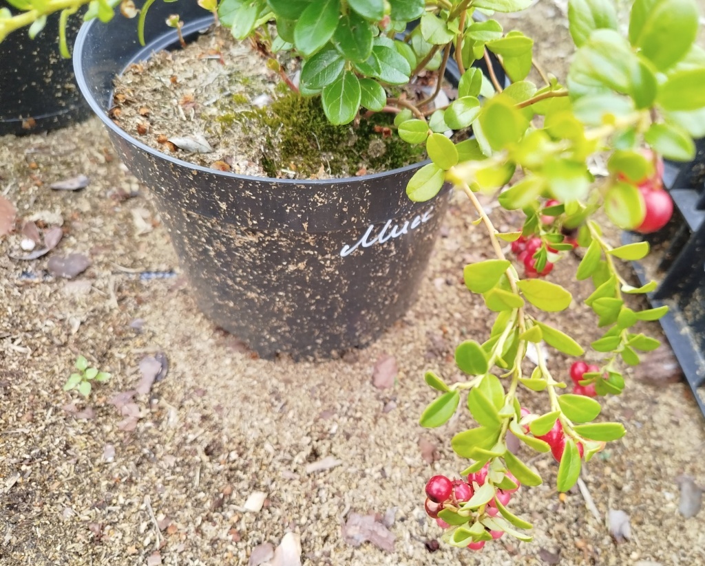  Брусника Мисс Черри, саженец 2 года