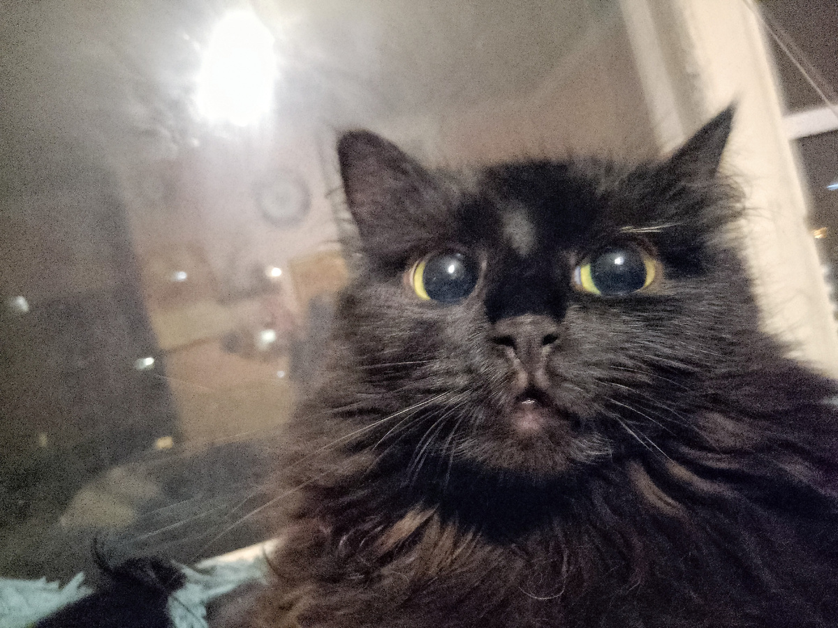 Портрет Ладошки