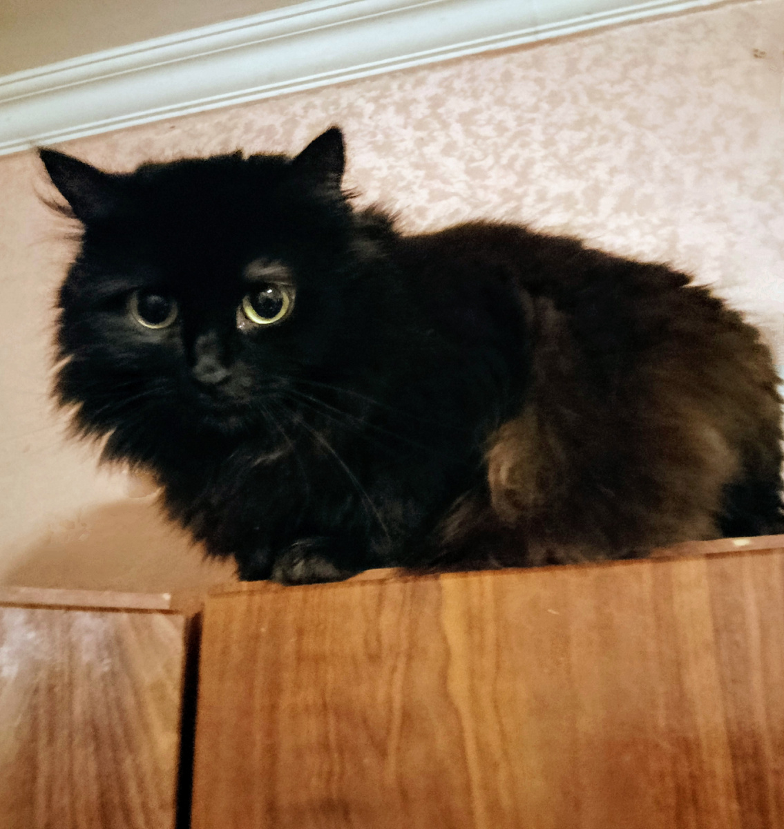 Лада-Ладошка