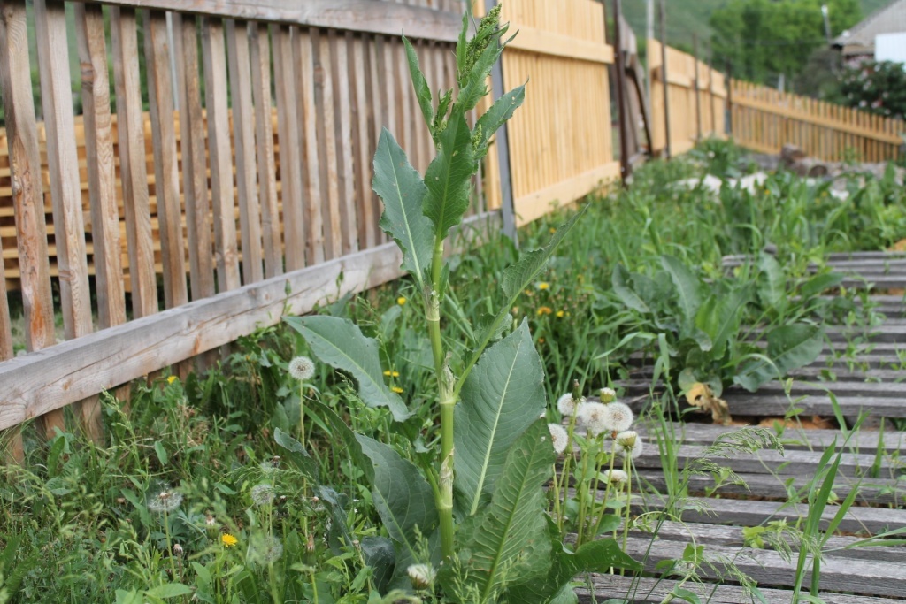 Конский щавель