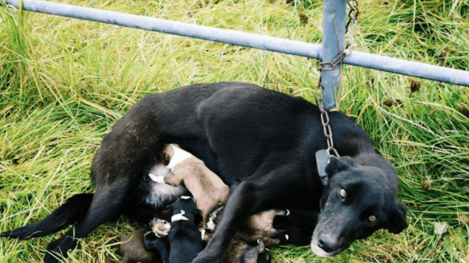 Собаку с шестью щенками привязали к забору и ушли: невероятная история о силе материнства