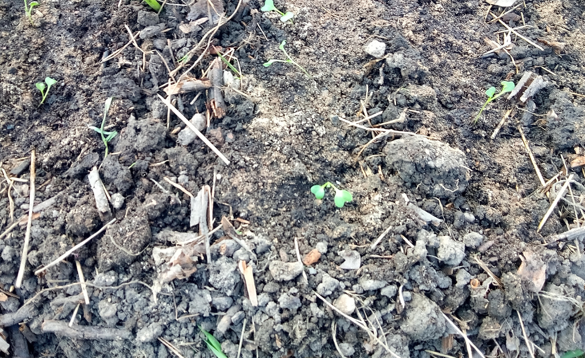 Высадила рассаду под плёнку.