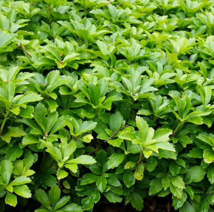 Источник фото: martin-sad.ru