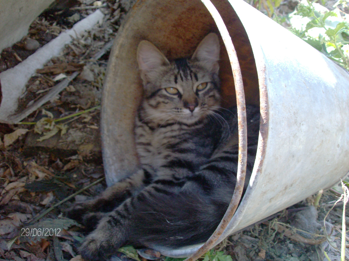 Просто гость. Нашёл тенёчек, отдохнёт, и снова за приключениями отправится.