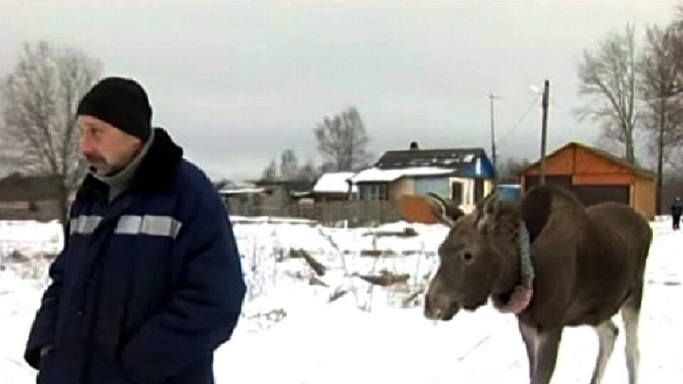 Егерь принёс крошечный комочек из леса и попросил о помощи: как бывший охотник стал папой для дикой лосихи