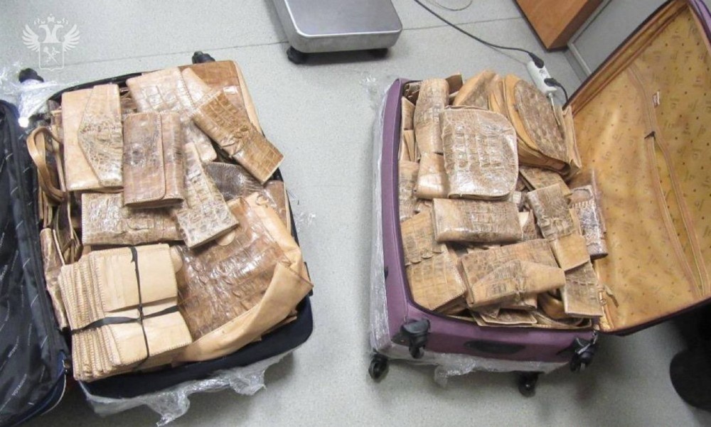    Набитые сумками из кожи редких рептилий чемоданы изъяли в аэропорту Казани