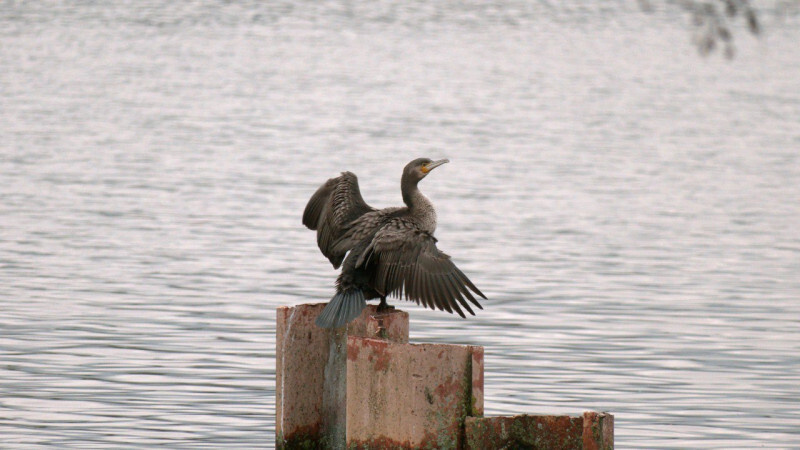    t.me/kazdoytvaripopare