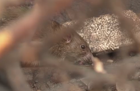     Красноярцы жалуются на нашествие крыс в центре города