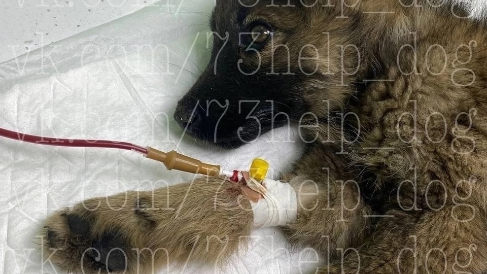 🆘 Срочный SOS! 🙏 Куту нужна ваша помощь! 💔