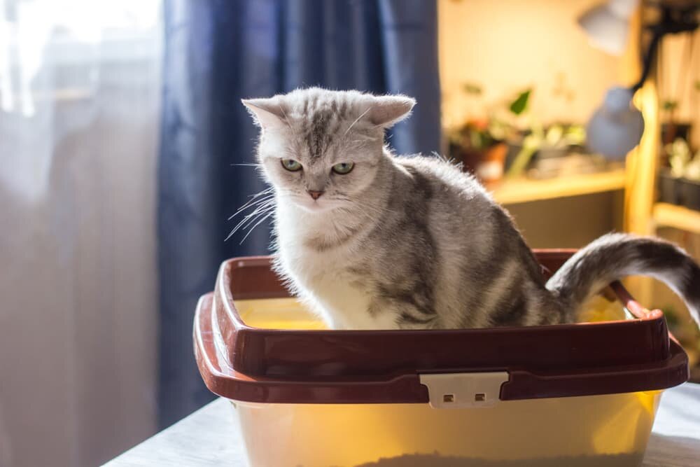 источник фото: https://www.vetstreet.com/wp-content/uploads/2023/05/dust-free-cat-litter-main.jpg
