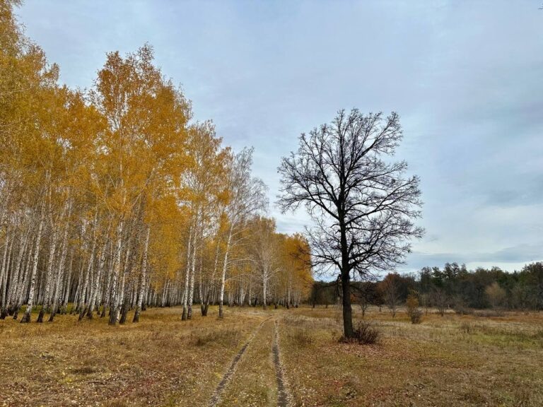    Бузулукский бор в октябре стал самым дождливым местом Оренбуржья Оренбуржье