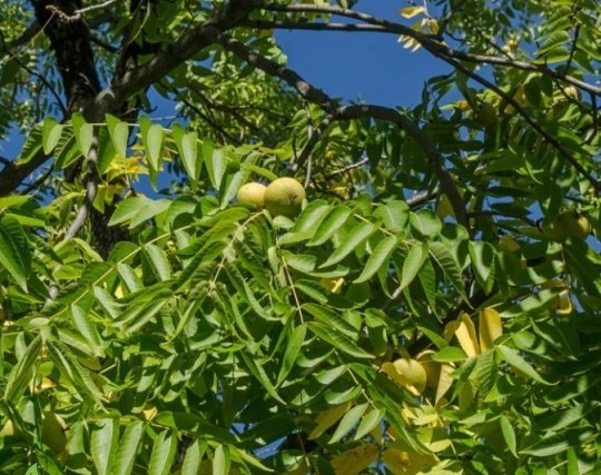 Дерево чёрный орех