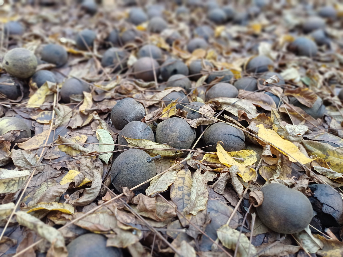 Опад чёрного ореха. Фото автора