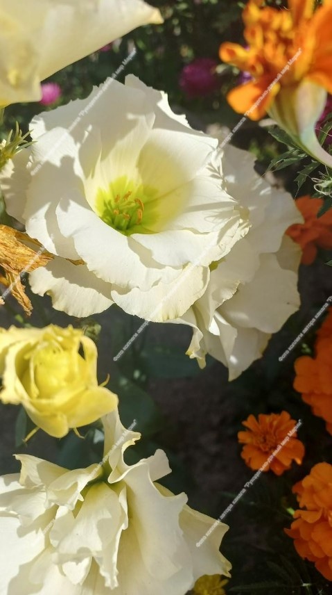 Эустома коллеги