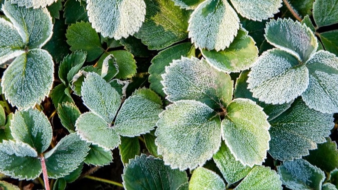 Пока соседи укрывают клубнику, самое время для последней подкормки