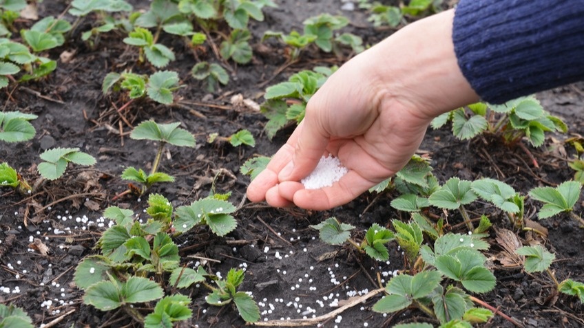 Рассыпаю гранулы равномерно вокруг растений