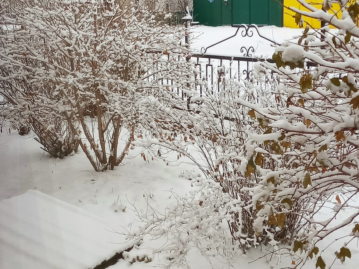 Заботливая зимушка, всех приодела, обо всех позаботилась. 