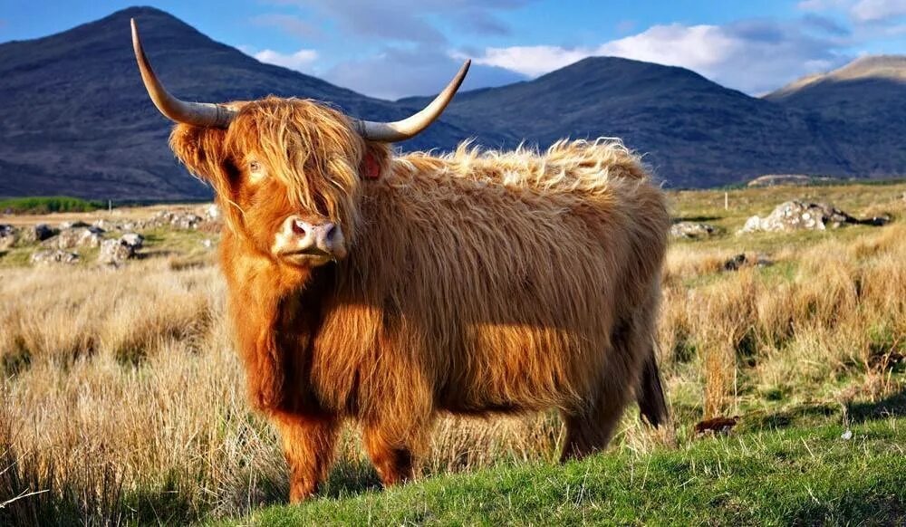 Фотография из интернета