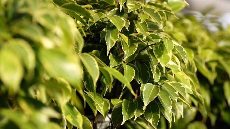 Листья не желтеют от смены места