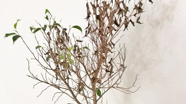 Результат забывчивости - слева обычное растение, справа стойкие к засухе виды