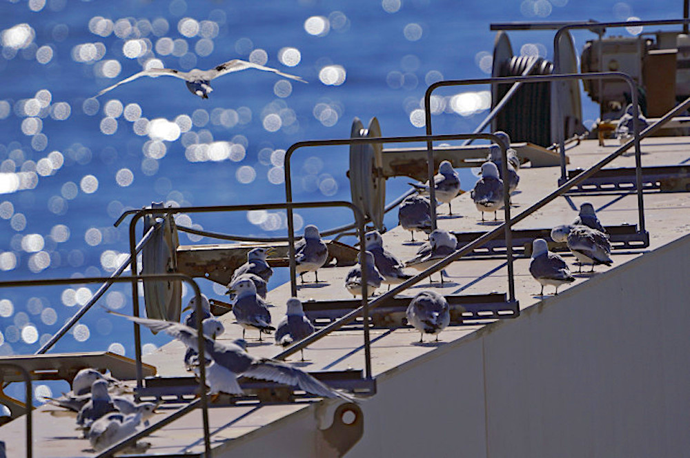 Моевки на судне в ходе рейса. Фото предоставлено одним из исследователей, старшим научным сотрудником, к.б.н. Игорем Чупиным. Источник: sbras.info