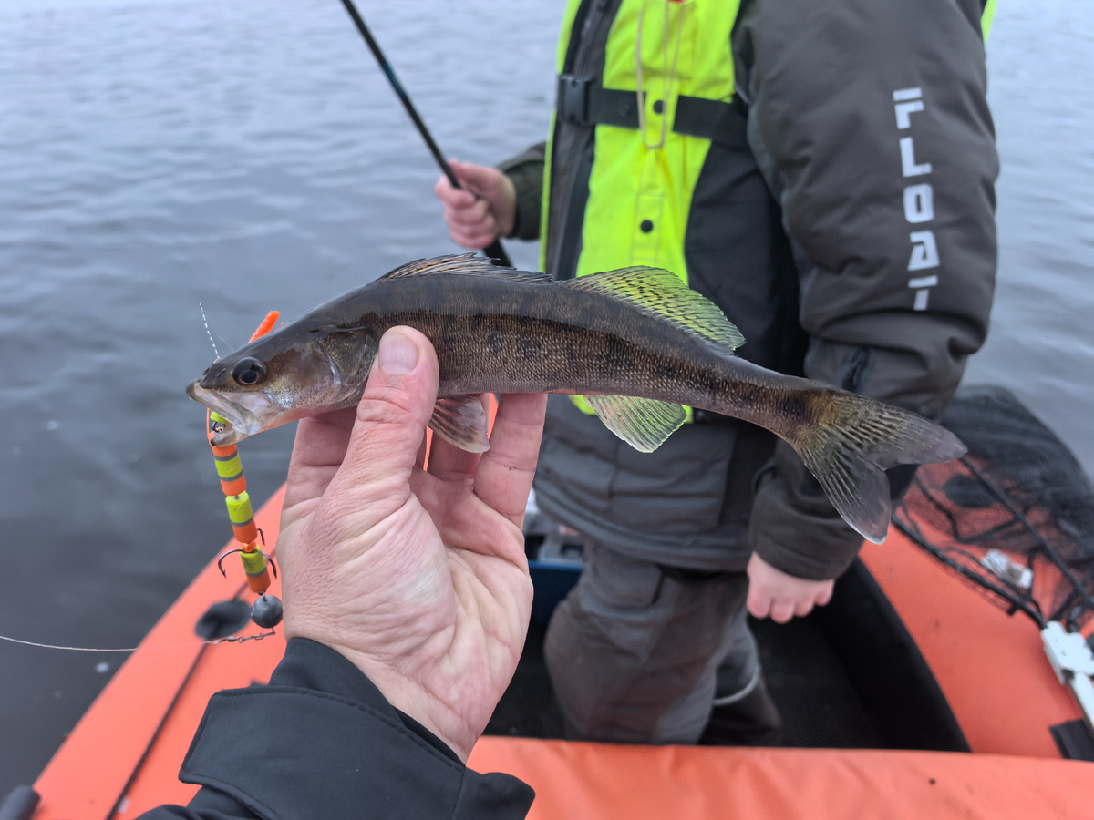 вот не стесняется мандулы 120 мм даже такой живец