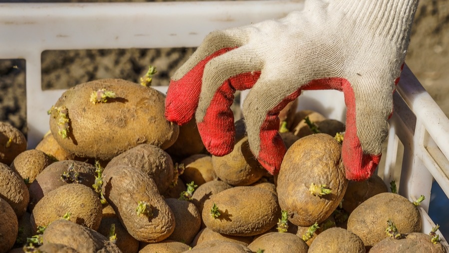 Третья беда - экономия на семенном материале.