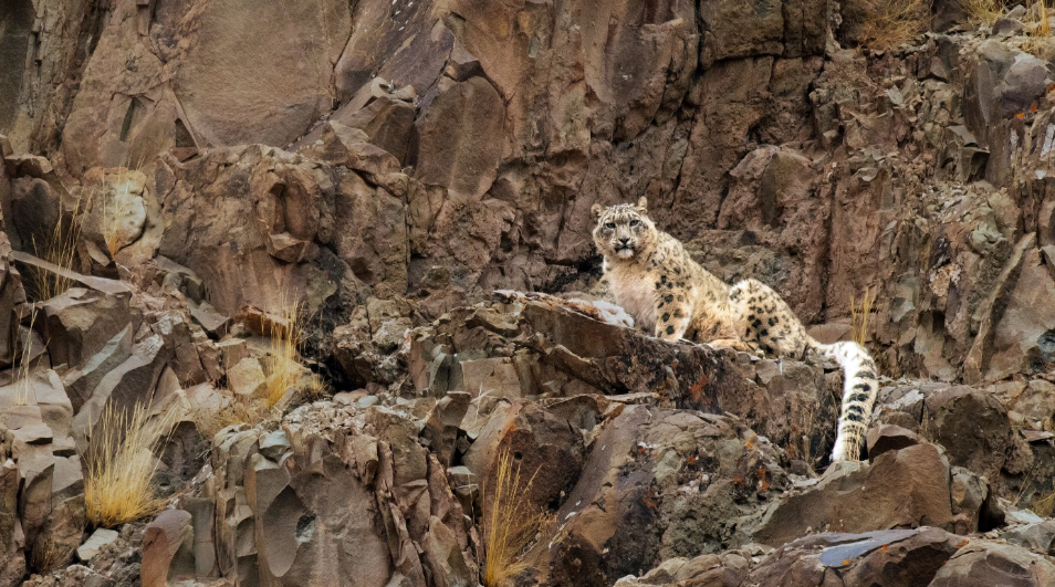 Ирбис, обитающий в Индии (с) Костуб Шарма.