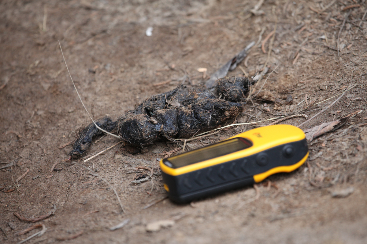 Специалисты обнаружили экскременты снежного барса и фиксируют их на фото, а потом соберут в пакет для анализа (c) Snow Leopard Research Nepal. 