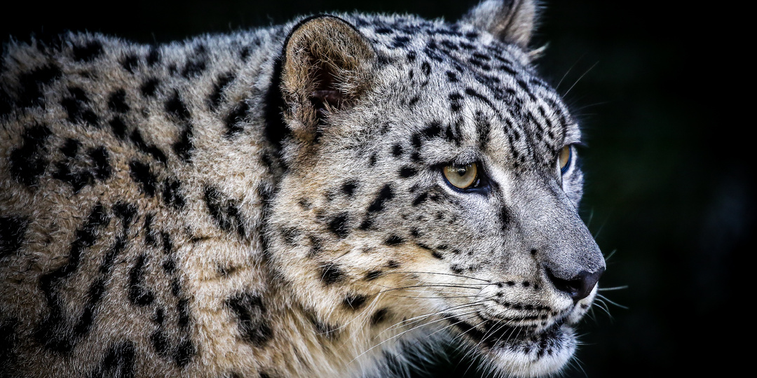 Генетическое “однообразие”. Почему снежные барсы под угрозой.