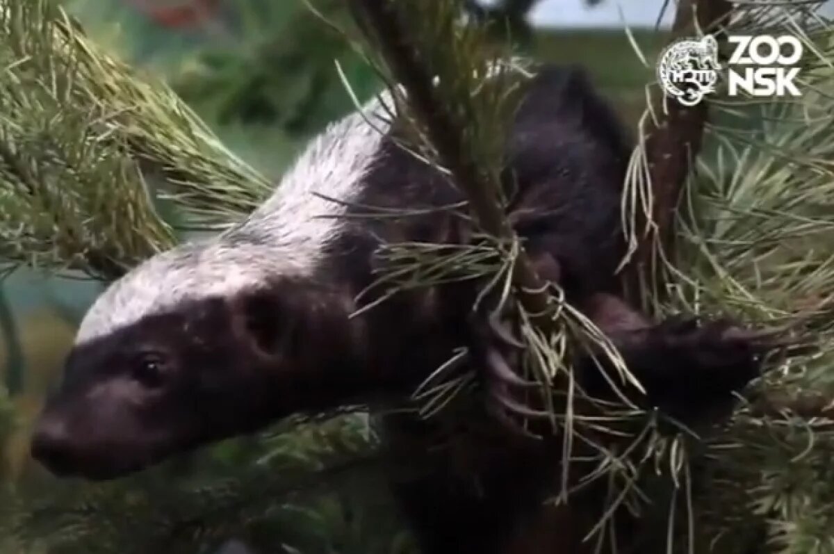    В Новосибирском зоопарке выхаживают брошенного медоеда