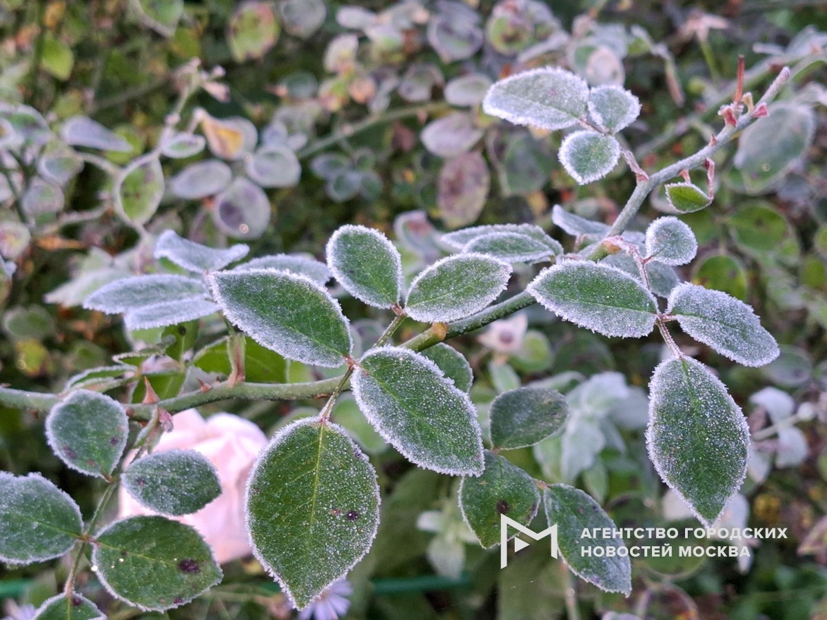 Фотограф: Мобильный репортер