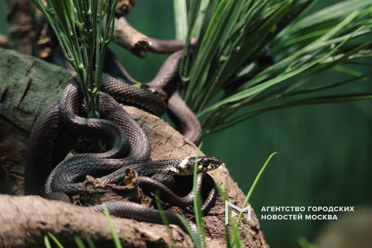 Фото предоставлено пресс-службой зоопарка