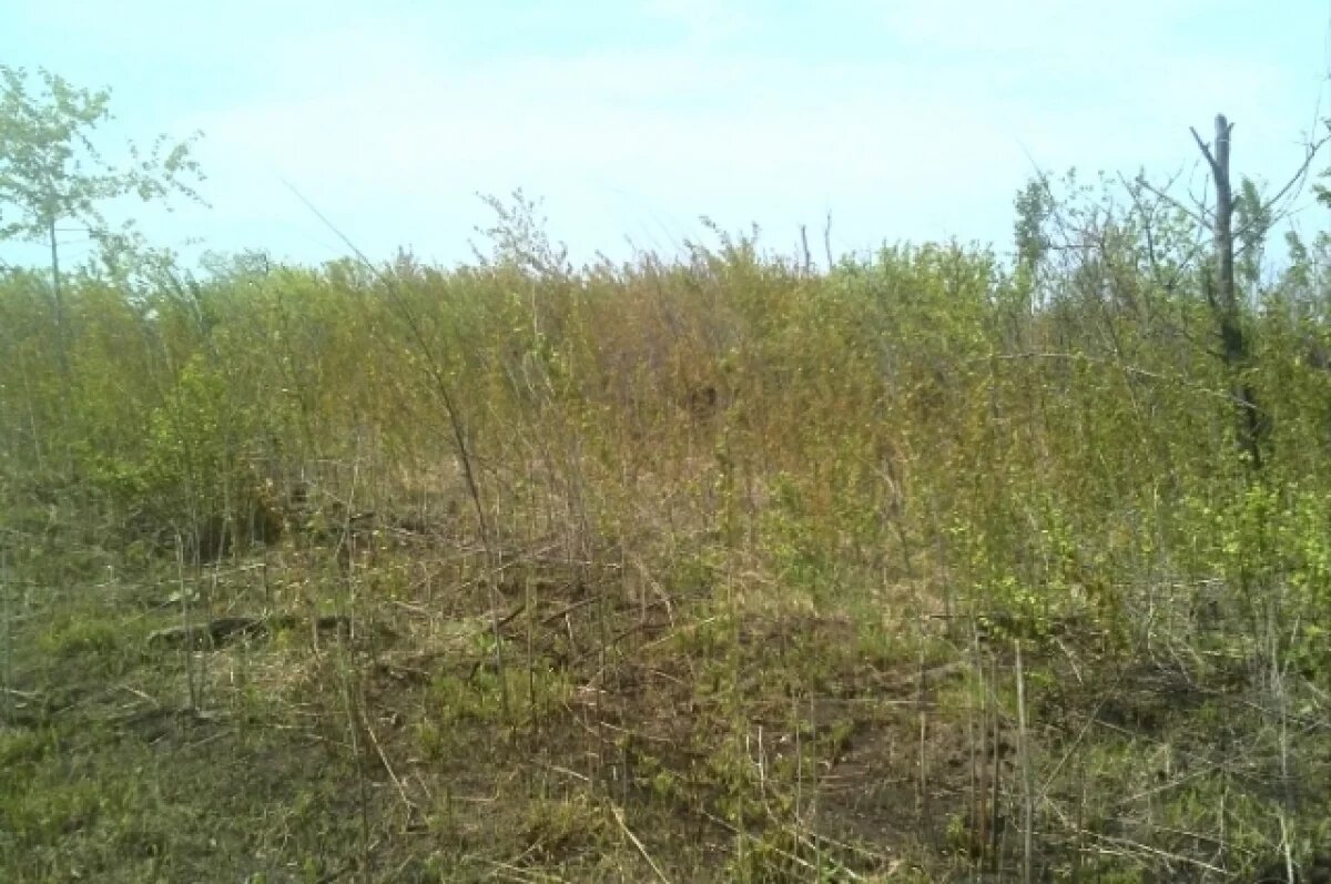    В Тверской области с молотка уйдут 8 га заросших земель