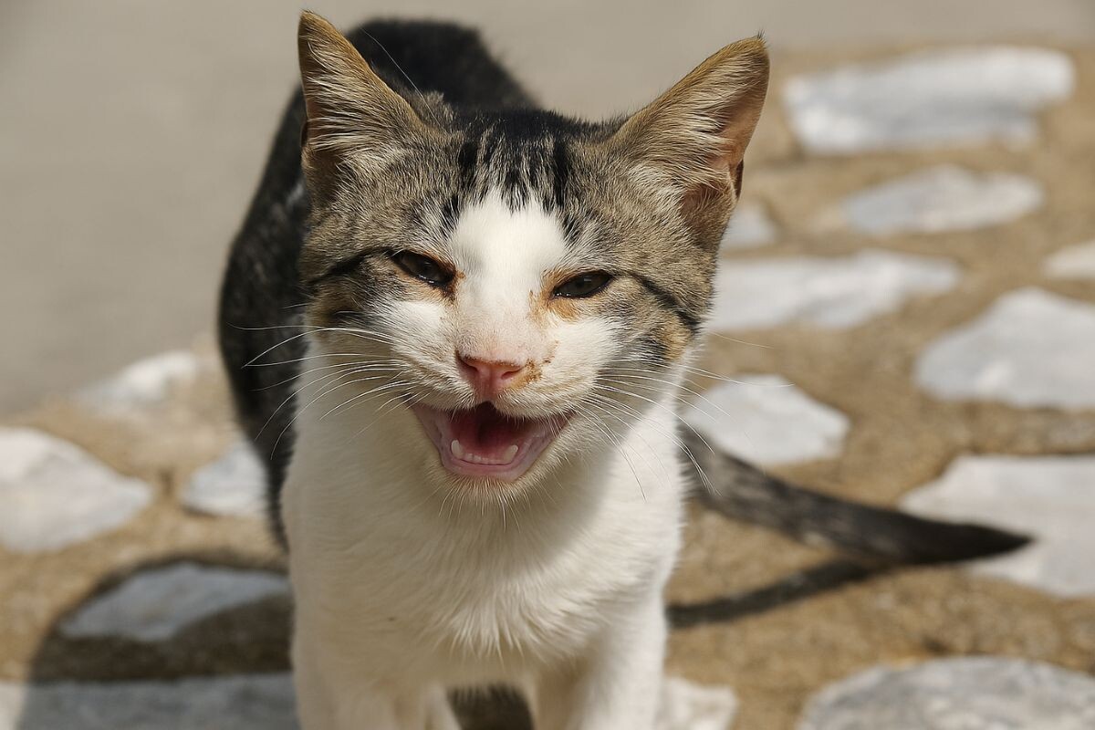 Респираторный микоплазмоз 