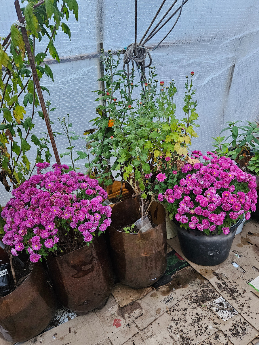 Хризантемы. Люда - твои мульти.